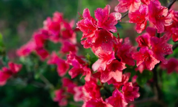 10种代表春天特色的景物