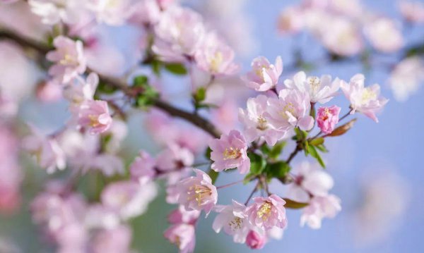 10种代表春天特色的景物