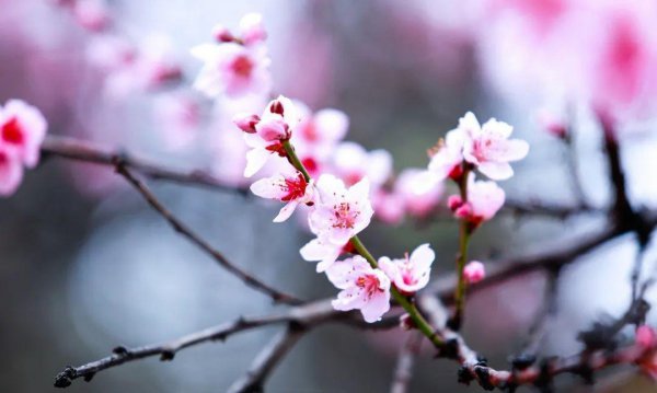 10种代表春天特色的景物