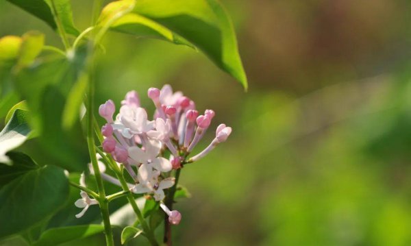 10种代表春天特色的景物