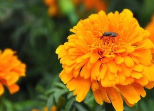 万寿菊病虫害防治技术与方法措施