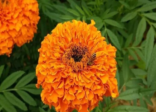 万寿菊病虫害防治技术与方法措施