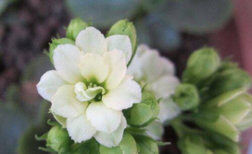 长寿花有开白色花的吗