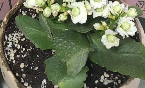 长寿花有开白色花的吗