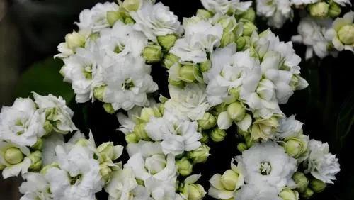 长寿花有开白色花的吗