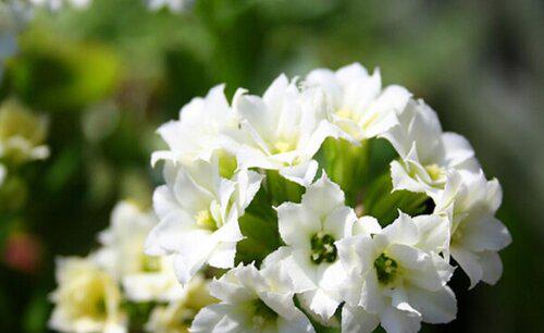 长寿花有开白色花的吗