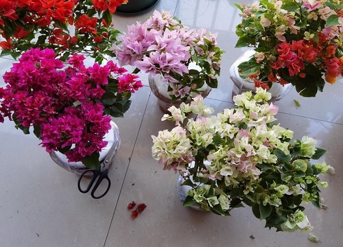 三角梅开花间隔太长是什么原因导致的