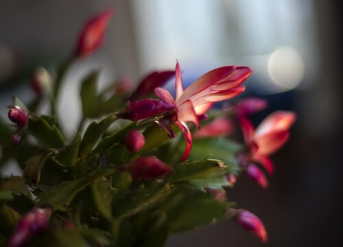 蟹爪兰容易掉叶子的原因