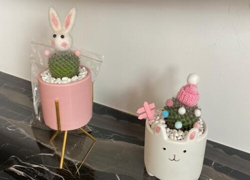 夏季如何判断多肉进入休眠期