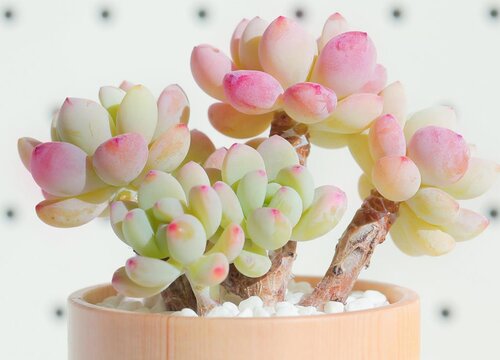 夏季如何判断多肉进入休眠期