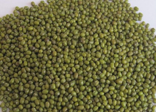 如何用绿豆养护君子兰年年开花