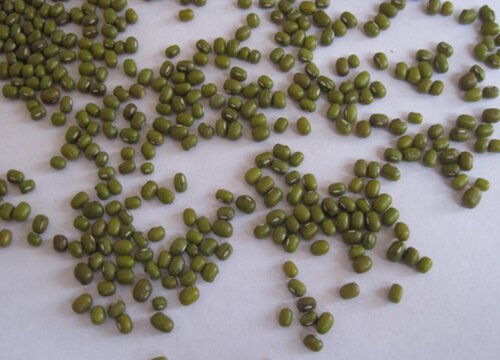 如何用绿豆养护君子兰年年开花