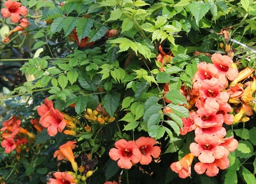 家里为什么不能养凌霄花