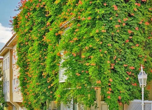 家里为什么不能养凌霄花