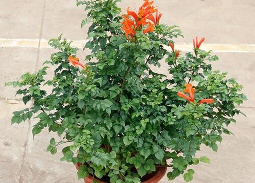 家里为什么不能养凌霄花