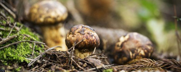 新鲜松茸不能和什么一起吃