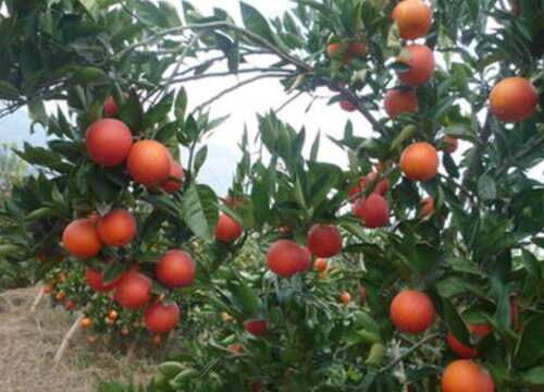 血橙产地哪里的最好吃