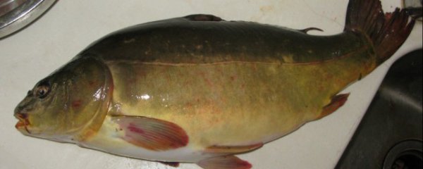 三道鳞怎么挑选新鲜