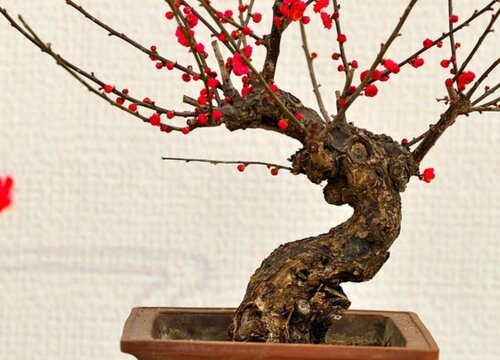 梅花怎么种植方法和注意事项