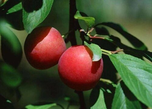 李子什么时候栽种合适