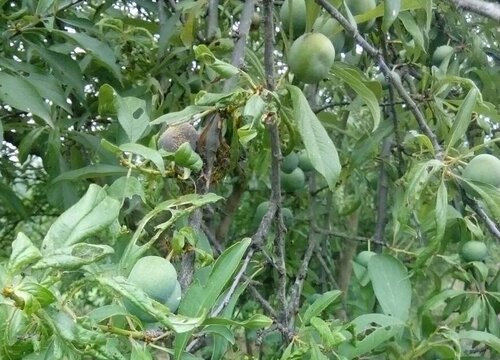 李子什么时候栽种合适