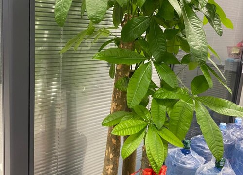 发财树长新芽需要怎么养护