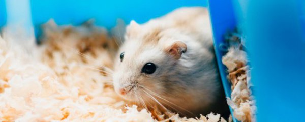 仓鼠的木屑多久换一次