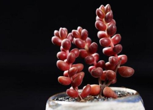 珊瑚珠的养殖方法