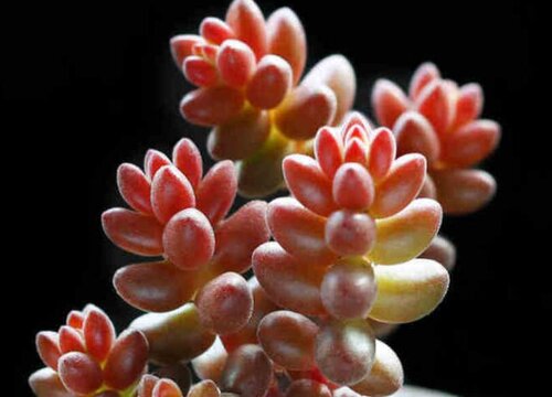 珊瑚珠的养殖方法