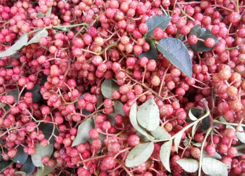 干花椒可以冷冻保存吗