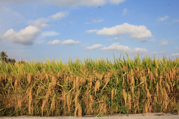 现在杂交水稻大米都去哪了