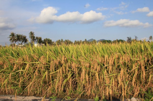 现在杂交水稻大米都去哪了