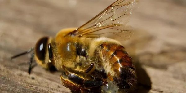 蜂王是雌性还是雄性