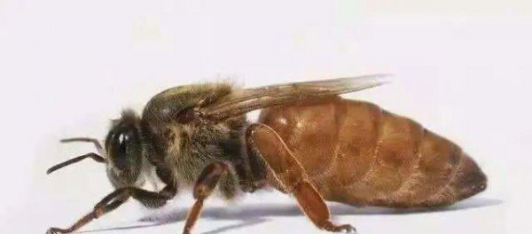 蜂王是雌性还是雄性