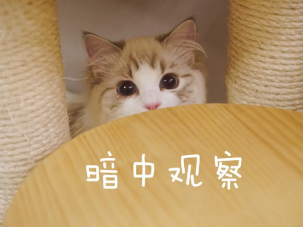 小猫多大可以洗澡除虫