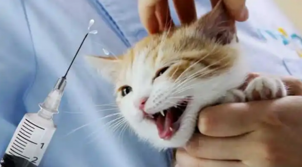 小猫多大可以洗澡除虫