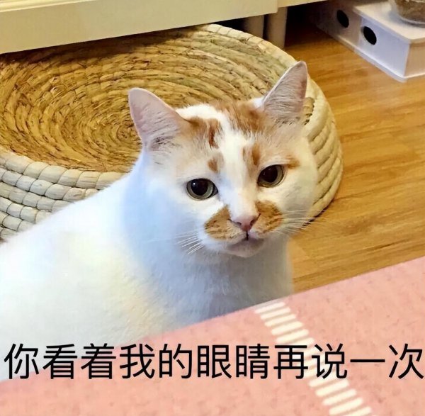 小猫多大可以洗澡除虫