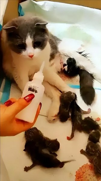 小猫多大可以洗澡除虫