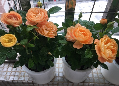 橙色玫瑰不能随便送人