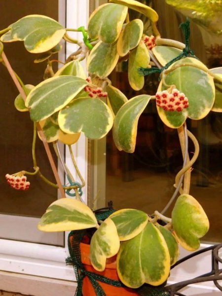 心形叶子的植物叫什么名字