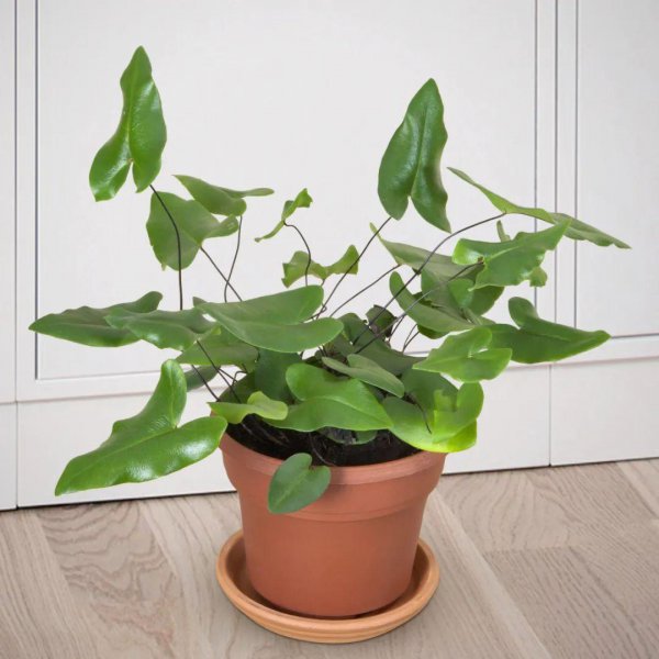 心形叶子的植物叫什么名字