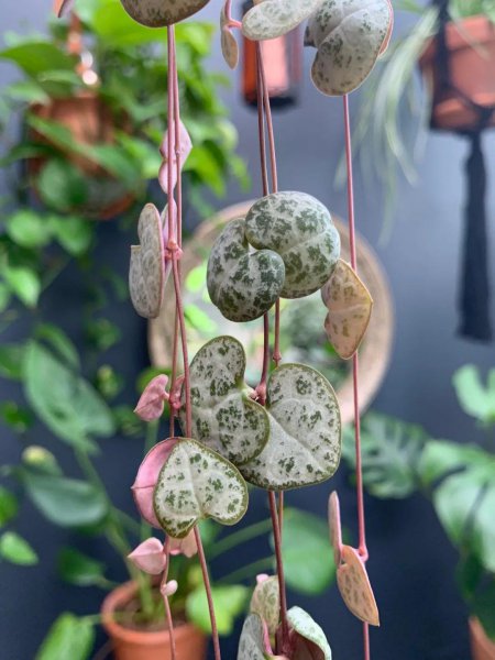 心形叶子的植物叫什么名字