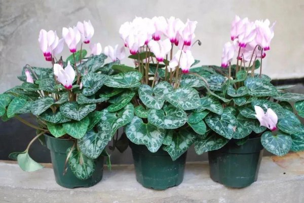 心形叶子的植物叫什么名字