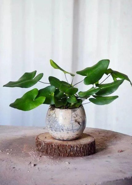 心形叶子的植物叫什么名字