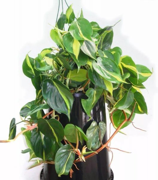 心形叶子的植物叫什么名字