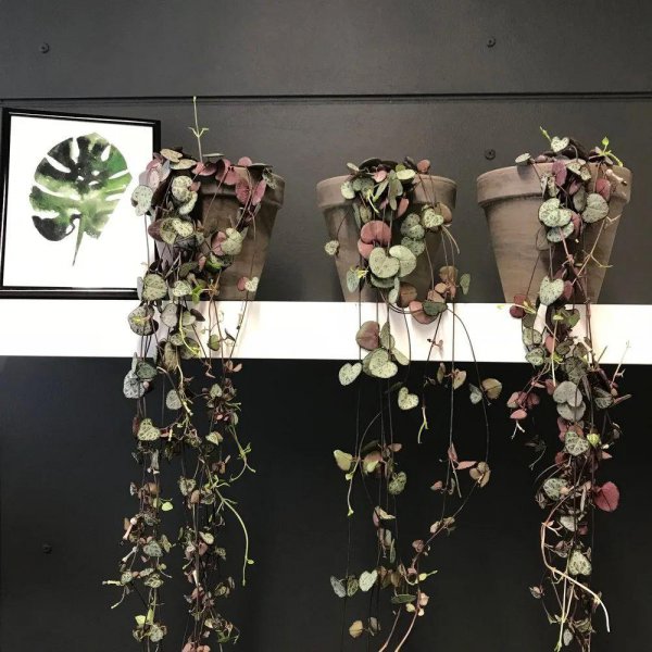 心形叶子的植物叫什么名字