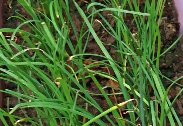 种韭菜用粪肥不长根怎么办