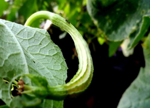 八棱瓜什么时候播种合适