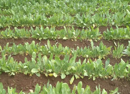 板蓝根病虫害防治技术与方法措施