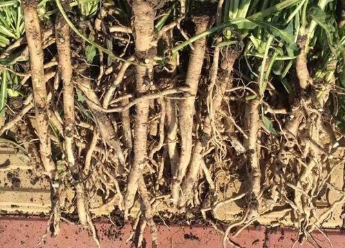 板蓝根病虫害防治技术与方法措施